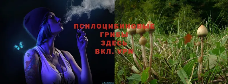 Псилоцибиновые грибы Psilocybe  Александровск 